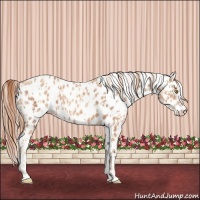Horse Color:Gold Champagne Appaloosa  and Gold Champagne Appaloosa 