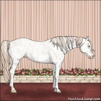 Horse Color:Gold Champagne Dun Appaloosa  and Gold Champagne Dun Appaloosa 