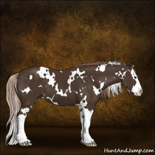 Horse Color:White Spotted Liver Chestnut Splash 