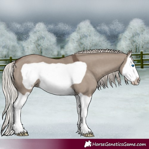 Horse Color:Silver Grullo Splash Frame 