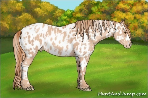 Horse Color:Gold Champagne Appaloosa  and Gold Champagne Appaloosa 