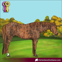 Horse Color:Liver Chestnut  and Chestnut 