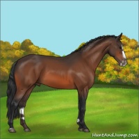 Horse Color:Bay Splash Frame Rabicano