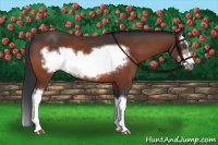 Horse Color:Bay Splash Frame Rabicano