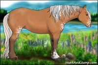 Horse Color:White Spotted Silver Bay