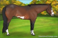 Horse Color:Bay Splash Frame Rabicano