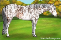 Horse Color:White Spotted Bay and White Spotted Bay