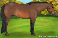 Horse Color:Bay Rabicano 
