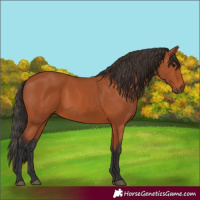 Horse Color:Bay 