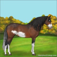 Horse Color:Bay Splash Frame Rabicano
