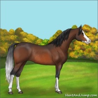 Horse Color:Bay Splash Rabicano 