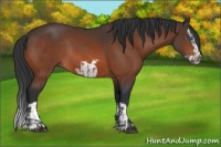 Horse Color:Bay Splash Frame Rabicano and Bay Splash Frame Rabicano