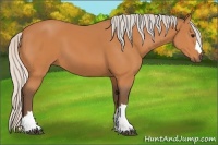 Horse Color:Silver Bay 
