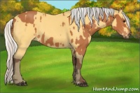 Horse Color:Silver Bay  and Silver Buckskin 