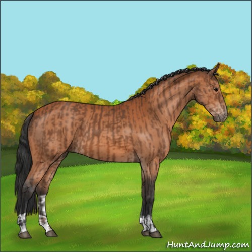 Horse Color:Bay  and Bay 