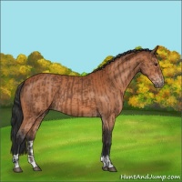 Horse Color:Bay  and Bay 