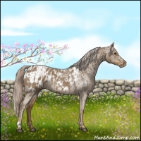 Horse Color:Chocolate Palomino Roan  and Chocolate Palomino Roan Appaloosa 