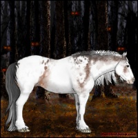 Horse Color:White Spotted Bay Roan Blanket 