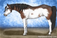 Horse Color:Bay Splash Frame Rabicano
