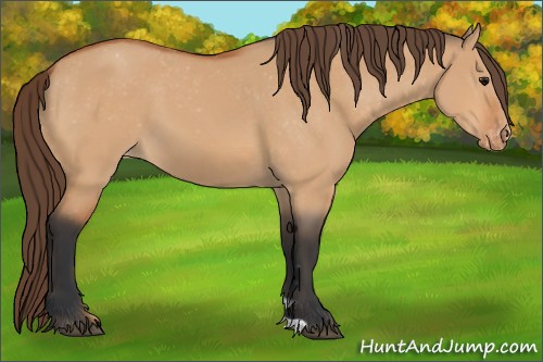 Horse Color:Bay Dun Varnish 
