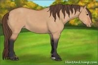 Horse Color:Bay Dun Varnish 