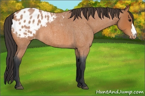 Horse Color:Bay Roan Appaloosa 