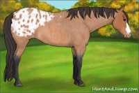 Horse Color:Bay Roan Appaloosa