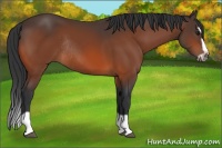 Horse Color:Bay Splash Frame Rabicano 