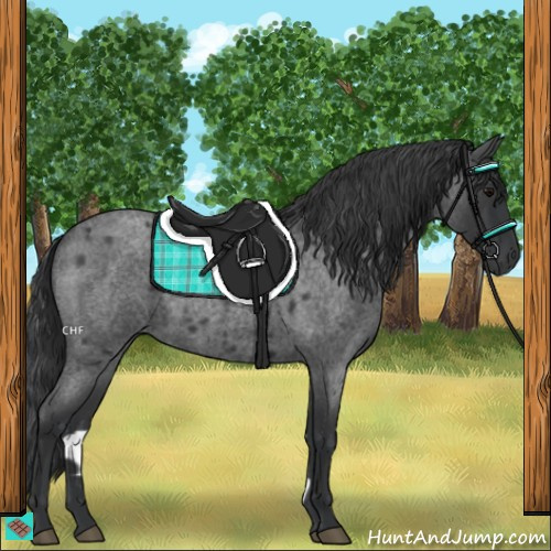 Horse Color:Blue Roan Rabicano 