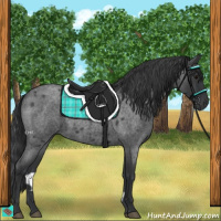 Horse Color:Blue Roan Rabicano 