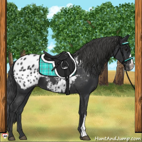 Horse Color:Black Appaloosa 