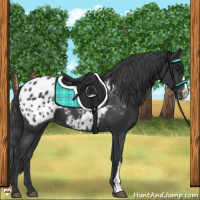 Horse Color:Black Appaloosa