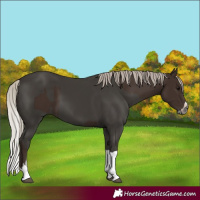 Horse Color:Gray Silver Black and Gray Silver Black Splash