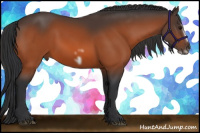 Horse Color:Bay Splash Frame Rabicano