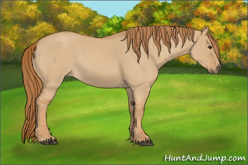 Horse Color:Red Dun Roan 
