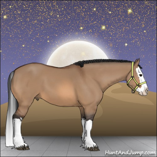 Horse Color:Bay Dun Splash 