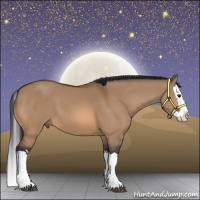 Horse Color:Bay Dun Splash 