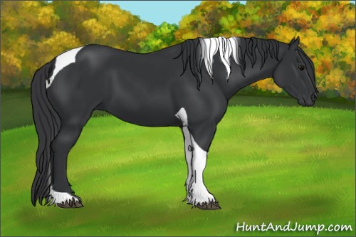 Horse Color:Black Tobiano 