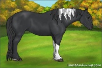 Horse Color:Black Tobiano Rabicano 