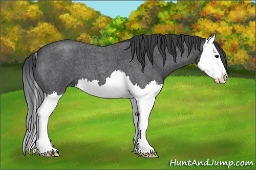 Horse Color:Blue Roan Splash 