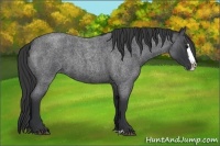 Horse Color:Blue Roan Splash 