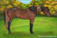 Horse Color:Chestnut  and Bay 