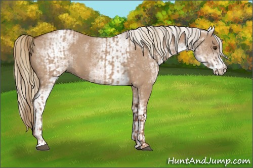 Horse Color:Red Dun  and White Spotted Red Dun 