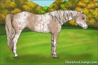 Horse Color:Red Dun  and White Spotted Red Dun 