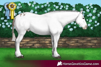 Horse Color:Bay Appaloosa Rabicano