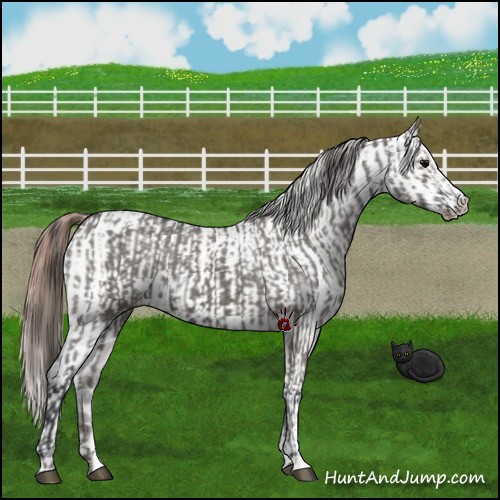 Horse Color:Grullo Appaloosa  and Grullo Appaloosa 