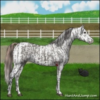Horse Color:Grullo Appaloosa  and Grullo Appaloosa 