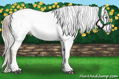 Horse Color:Gray Palomino Splash Frame Appaloosa  and Gray Chestnut Splash Frame Appaloosa 