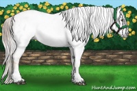 Horse Color:Gray Palomino Splash Frame Appaloosa  and Gray Chestnut Splash Frame Appaloosa 
