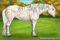 Horse Color:Silver Bay Appaloosa  and Silver Bay Appaloosa 